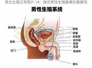 男生生殖正常图片 14：探究男性生殖健康的重要性