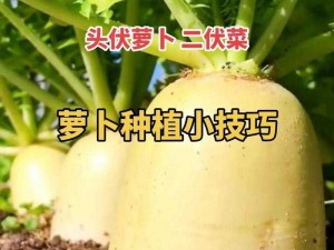 拔萝卜视频：精心打造的农业教育视频，轻松学习种植技巧