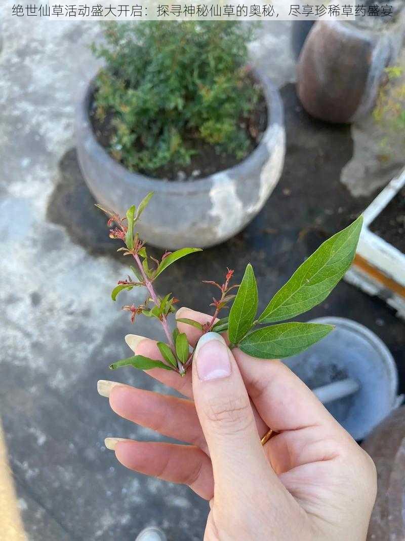 绝世仙草活动盛大开启：探寻神秘仙草的奥秘，尽享珍稀草药盛宴