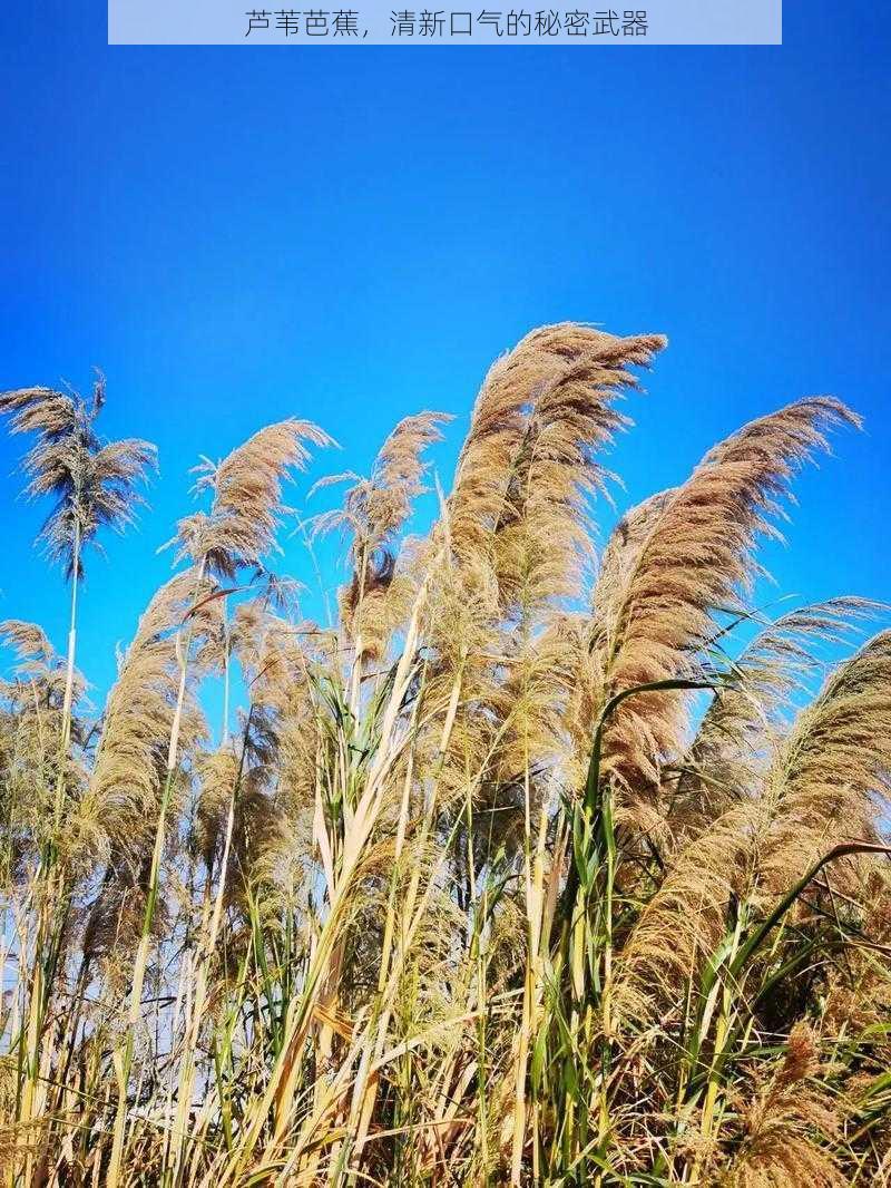 芦苇芭蕉，清新口气的秘密武器