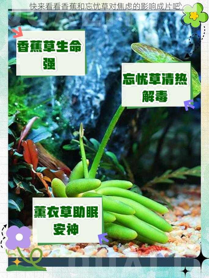 快来看看香蕉和忘忧草对焦虑的影响成片吧