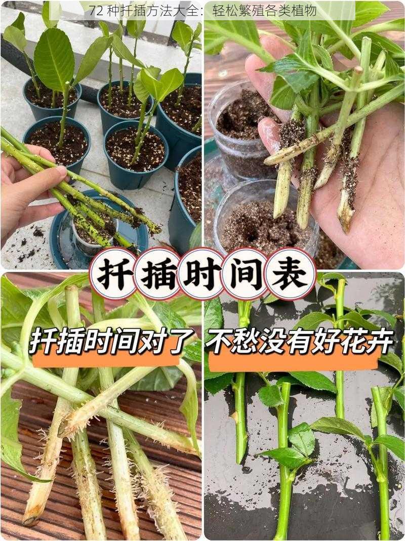 72 种扦插方法大全：轻松繁殖各类植物