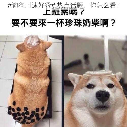 #狗狗射速好烫# 热点话题，你怎么看？