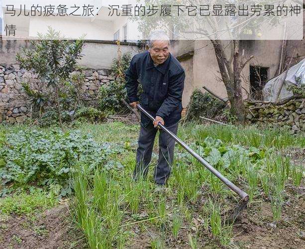 马儿的疲惫之旅：沉重的步履下它已显露出劳累的神情