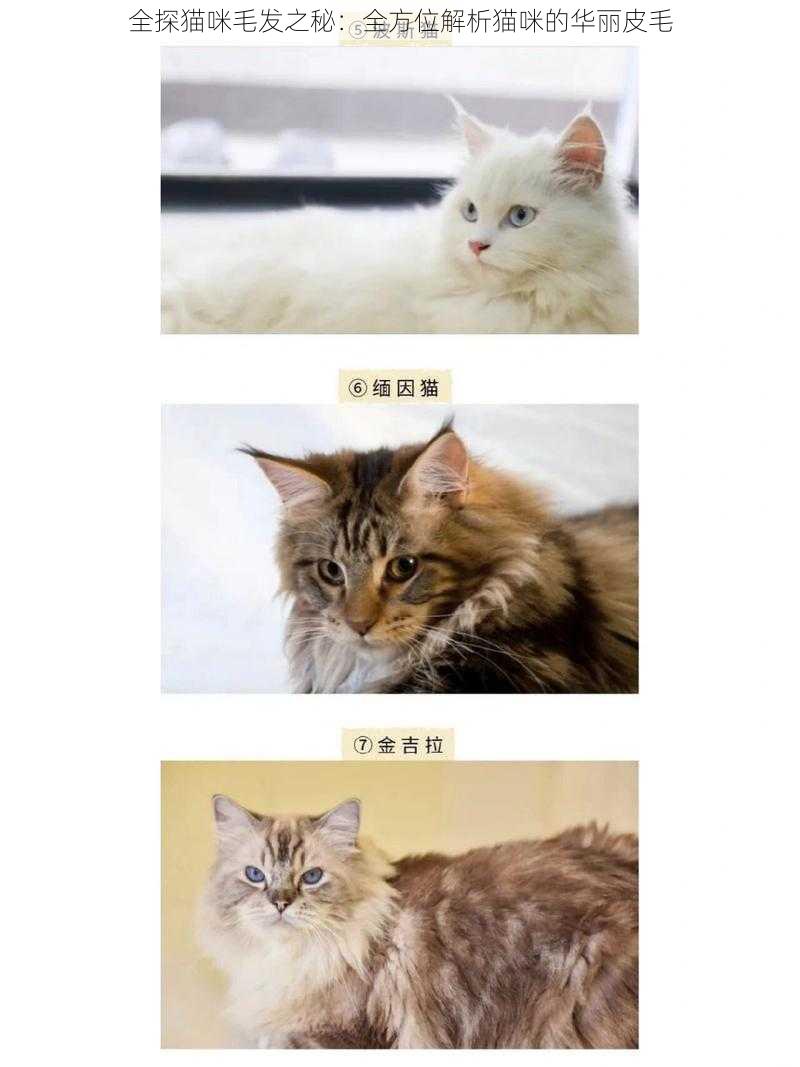 全探猫咪毛发之秘：全方位解析猫咪的华丽皮毛